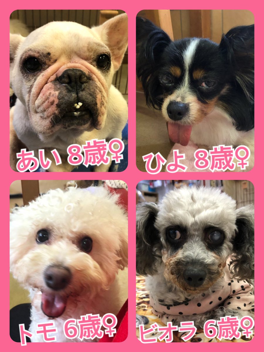 🐾今日の里親様募集中ワンコ🐶メンバーです🐾2020,6,2